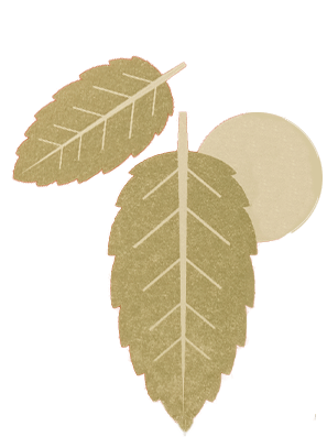 Feuilles de Menthe